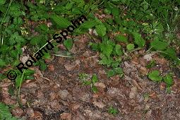 Echte Goldnessel, Gewöhnliche Goldnessel, Lamium galeobdolon, Galeobdolon luteum, Lamiaceae, Lamium galeobdolon, Echte Goldnessel, Gewöhnliche Goldnessel, Blühend Kauf von 00684_lamium_galeobdolon_dsc_3974.jpg