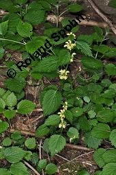 Echte Goldnessel, Gewöhnliche Goldnessel, Lamium galeobdolon, Galeobdolon luteum, Lamiaceae, Lamium galeobdolon, Echte Goldnessel, Gewöhnliche Goldnessel, Blühend Kauf von 00684_lamium_galeobdolon_dsc_3978.jpg