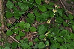 Echte Goldnessel, Gewöhnliche Goldnessel, Lamium galeobdolon, Galeobdolon luteum, Lamiaceae, Lamium galeobdolon, Echte Goldnessel, Gewöhnliche Goldnessel, Blühend Kauf von 00684_lamium_galeobdolon_dsc_3979.jpg