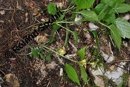 Echte Goldnessel, Gewöhnliche Goldnessel, Lamium galeobdolon, Galeobdolon luteum, Lamiaceae, Lamium galeobdolon, Echte Goldnessel, Gewöhnliche Goldnessel, Blühend Kauf von 00684_lamium_galeobdolon_dsc_3980.jpg