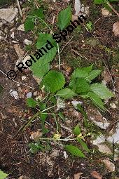 Echte Goldnessel, Gewöhnliche Goldnessel, Lamium galeobdolon, Galeobdolon luteum, Lamiaceae, Lamium galeobdolon, Echte Goldnessel, Gewöhnliche Goldnessel, Blühend Kauf von 00684_lamium_galeobdolon_dsc_3981.jpg