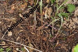 Echte Goldnessel, Gewöhnliche Goldnessel, Lamium galeobdolon, Galeobdolon luteum, Lamiaceae, Lamium galeobdolon, Echte Goldnessel, Gewöhnliche Goldnessel, Blühend Kauf von 00684_lamium_galeobdolon_dsc_3982.jpg