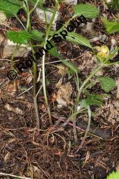 Echte Goldnessel, Gewöhnliche Goldnessel, Lamium galeobdolon, Galeobdolon luteum, Lamiaceae, Lamium galeobdolon, Echte Goldnessel, Gewöhnliche Goldnessel, Blühend Kauf von 00684_lamium_galeobdolon_dsc_3983.jpg