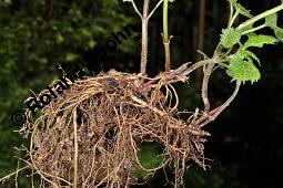 Echte Goldnessel, Gewöhnliche Goldnessel, Lamium galeobdolon, Galeobdolon luteum, Lamiaceae, Lamium galeobdolon, Echte Goldnessel, Gewöhnliche Goldnessel, Blühend Kauf von 00684_lamium_galeobdolon_dsc_3984.jpg