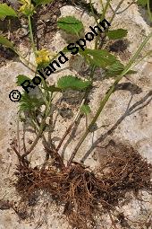 Echte Goldnessel, Gewöhnliche Goldnessel, Lamium galeobdolon, Galeobdolon luteum, Lamiaceae, Lamium galeobdolon, Echte Goldnessel, Gewöhnliche Goldnessel, Blühend Kauf von 00684_lamium_galeobdolon_dsc_3986.jpg