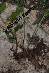 Echte Goldnessel, Gewöhnliche Goldnessel, Lamium galeobdolon, Galeobdolon luteum, Lamiaceae, Lamium galeobdolon, Echte Goldnessel, Gewöhnliche Goldnessel, Blühend Kauf von 00684_lamium_galeobdolon_dsc_3987.jpg