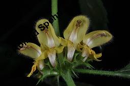 Echte Goldnessel, Gewöhnliche Goldnessel, Lamium galeobdolon, Galeobdolon luteum, Lamiaceae, Lamium galeobdolon, Echte Goldnessel, Gewöhnliche Goldnessel, Blühend Kauf von 00684_lamium_galeobdolon_dsc_6559.jpg