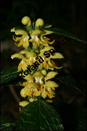 Echte Goldnessel, Gewöhnliche Goldnessel, Lamium galeobdolon, Galeobdolon luteum, Lamiaceae, Lamium galeobdolon, Echte Goldnessel, Gewöhnliche Goldnessel, Blühend Kauf von 00684lamium_galeobdolonimg_1888.jpg