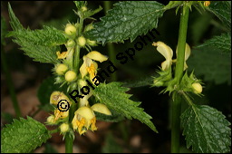 Echte Goldnessel, Gewöhnliche Goldnessel, Lamium galeobdolon, Galeobdolon luteum, Lamiaceae, Lamium galeobdolon, Echte Goldnessel, Gewöhnliche Goldnessel, Blühend Kauf von 00684lamium_galeobdolonimg_6929.jpg