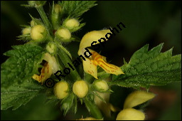 Echte Goldnessel, Gewöhnliche Goldnessel, Lamium galeobdolon, Galeobdolon luteum, Lamiaceae, Lamium galeobdolon, Echte Goldnessel, Gewöhnliche Goldnessel, Blühend Kauf von 00684lamium_galeobdolonimg_6930.jpg