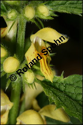 Echte Goldnessel, Gewöhnliche Goldnessel, Lamium galeobdolon, Galeobdolon luteum, Lamiaceae, Lamium galeobdolon, Echte Goldnessel, Gewöhnliche Goldnessel, Blühend Kauf von 00684lamium_galeobdolonimg_6931.jpg