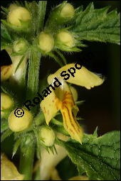 Echte Goldnessel, Gewöhnliche Goldnessel, Lamium galeobdolon, Galeobdolon luteum, Lamiaceae, Lamium galeobdolon, Echte Goldnessel, Gewöhnliche Goldnessel, Blühend Kauf von 00684lamium_galeobdolonimg_6932.jpg