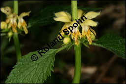 Echte Goldnessel, Gewöhnliche Goldnessel, Lamium galeobdolon, Galeobdolon luteum, Lamiaceae, Lamium galeobdolon, Echte Goldnessel, Gewöhnliche Goldnessel, Blühend Kauf von 00684lamium_galeobdolonimg_6933.jpg