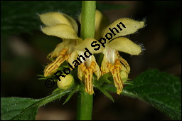 Echte Goldnessel, Gewöhnliche Goldnessel, Lamium galeobdolon, Galeobdolon luteum, Lamiaceae, Lamium galeobdolon, Echte Goldnessel, Gewöhnliche Goldnessel, Blühend Kauf von 00684lamium_galeobdolonimg_6934.jpg