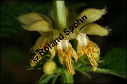 Echte Goldnessel, Gewöhnliche Goldnessel, Lamium galeobdolon, Galeobdolon luteum, Lamiaceae, Lamium galeobdolon, Echte Goldnessel, Gewöhnliche Goldnessel, Blühend Kauf von 00684lamium_galeobdolonimg_6935.jpg