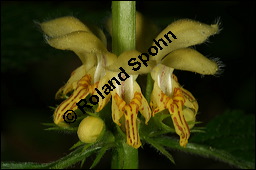 Echte Goldnessel, Gewöhnliche Goldnessel, Lamium galeobdolon, Galeobdolon luteum, Lamiaceae, Lamium galeobdolon, Echte Goldnessel, Gewöhnliche Goldnessel, Blühend Kauf von 00684lamium_galeobdolonimg_6936.jpg