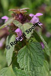 Purpurrote Taubnessel, Acker-Taubnessel, Lamium purpureum, Lamiaceae, Lamium purpureum, Purpurrote Taubnessel, Acker-Taubnessel, Blühend Kauf von 00685_lamium_purpureum_dsc_3813.jpg