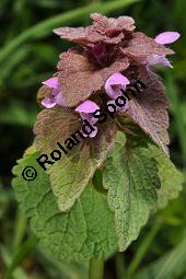 Purpurrote Taubnessel, Acker-Taubnessel, Lamium purpureum, Lamiaceae, Lamium purpureum, Purpurrote Taubnessel, Acker-Taubnessel, Blühend Kauf von 00685_lamium_purpureum_dsc_3815.jpg