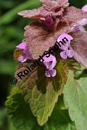 Purpurrote Taubnessel, Acker-Taubnessel, Lamium purpureum, Lamiaceae, Lamium purpureum, Purpurrote Taubnessel, Acker-Taubnessel, Blühend Kauf von 00685_lamium_purpureum_dsc_3816.jpg
