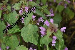 Purpurrote Taubnessel, Acker-Taubnessel, Lamium purpureum, Lamiaceae, Lamium purpureum, Purpurrote Taubnessel, Acker-Taubnessel, Blühend Kauf von 00685_lamium_purpureum_dsc_4104.jpg