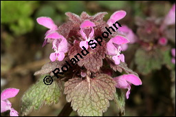 Purpurrote Taubnessel, Acker-Taubnessel, Lamium purpureum, Lamiaceae, Lamium purpureum, Purpurrote Taubnessel, Acker-Taubnessel, Blühend Kauf von 00685lamium_purpureumimg_6121.jpg