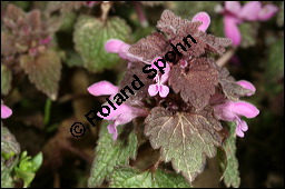 Purpurrote Taubnessel, Acker-Taubnessel, Lamium purpureum, Lamiaceae, Lamium purpureum, Purpurrote Taubnessel, Acker-Taubnessel, Blühend Kauf von 00685lamium_purpureumimg_6122.jpg