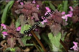Purpurrote Taubnessel, Acker-Taubnessel, Lamium purpureum, Lamiaceae, Lamium purpureum, Purpurrote Taubnessel, Acker-Taubnessel, Blühend Kauf von 00685lamium_purpureumimg_6126.jpg
