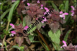 Purpurrote Taubnessel, Acker-Taubnessel, Lamium purpureum, Lamiaceae, Lamium purpureum, Purpurrote Taubnessel, Acker-Taubnessel, Blühend Kauf von 00685lamium_purpureumimg_6127.jpg