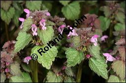 Purpurrote Taubnessel, Acker-Taubnessel, Lamium purpureum, Lamiaceae, Lamium purpureum, Purpurrote Taubnessel, Acker-Taubnessel, Blühend Kauf von 00685lamium_purpureumimg_6601.jpg