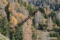 Europäische Lärche, Larix decidua, Pinaceae, Larix decidua, Larix europaea, Europäische Lärche, Habitus, Herbstfärbung Kauf von 00688_larix_decidua_dsc_1127.jpg