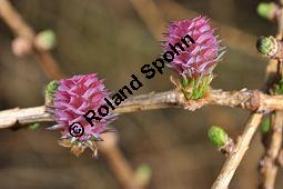 Europäische Lärche, Larix decidua, Pinaceae, Larix decidua, Larix europaea, Europäische Lärche, Habitus, Herbstfärbung Kauf von 00688_larix_decidua_dsc_2063.jpg