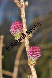 Europäische Lärche, Larix decidua, Pinaceae, Larix decidua, Larix europaea, Europäische Lärche, Habitus, Herbstfärbung Kauf von 00688_larix_decidua_dsc_2065.jpg