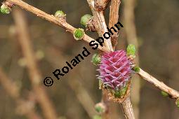 Europäische Lärche, Larix decidua, Pinaceae, Larix decidua, Larix europaea, Europäische Lärche, Habitus, Herbstfärbung Kauf von 00688_larix_decidua_dsc_2066.jpg