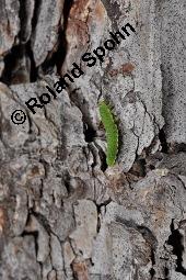 Europäische Lärche, Larix decidua, Pinaceae, Larix decidua, Larix europaea, Europäische Lärche, Habitus, Herbstfärbung Kauf von 00688_larix_decidua_dsc_2512.jpg