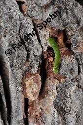 Europäische Lärche, Larix decidua, Pinaceae, Larix decidua, Larix europaea, Europäische Lärche, Habitus, Herbstfärbung Kauf von 00688_larix_decidua_dsc_2513.jpg