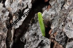 Europäische Lärche, Larix decidua, Pinaceae, Larix decidua, Larix europaea, Europäische Lärche, Habitus, Herbstfärbung Kauf von 00688_larix_decidua_dsc_2514.jpg