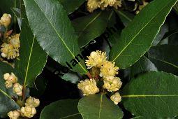 Lorbeerbaum, Lorbeer, Laurus nobilis, Lauraceae, Laurus nobilis, Lorbeerbaum, Lorbeer, Blühend Kauf von 00690_laurus_nobilis_dsc_2031.jpg