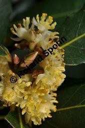 Lorbeerbaum, Lorbeer, Laurus nobilis, Lauraceae, Laurus nobilis, Lorbeerbaum, Lorbeer, Blühend Kauf von 00690_laurus_nobilis_dsc_2032.jpg