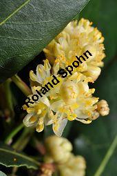 Lorbeerbaum, Lorbeer, Laurus nobilis, Lauraceae, Laurus nobilis, Lorbeerbaum, Lorbeer, Blühend Kauf von 00690_laurus_nobilis_dsc_2033.jpg