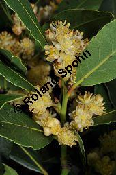 Lorbeerbaum, Lorbeer, Laurus nobilis, Lauraceae, Laurus nobilis, Lorbeerbaum, Lorbeer, Blühend Kauf von 00690_laurus_nobilis_dsc_2034.jpg