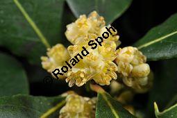Lorbeerbaum, Lorbeer, Laurus nobilis, Lauraceae, Laurus nobilis, Lorbeerbaum, Lorbeer, Blühend Kauf von 00690_laurus_nobilis_dsc_2036.jpg