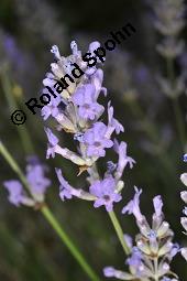 Echter Lavendel, Lavandula angustifolia, Lavandula officinalis, Lamiaceae, Lavandula angustifolia, Echter Lavendel, Blühend Kauf von 00693_lavandula_angustifolia_dsc_2378.jpg