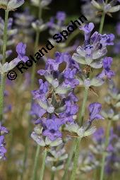 Echter Lavendel, Lavandula angustifolia, Lavandula officinalis, Lamiaceae, Lavandula angustifolia, Echter Lavendel, Blühend Kauf von 00693_lavandula_angustifolia_dsc_2391.jpg