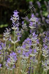 Echter Lavendel, Lavandula angustifolia, Lavandula officinalis, Lamiaceae, Lavandula angustifolia, Echter Lavendel, Blühend Kauf von 00693_lavandula_angustifolia_dsc_2392.jpg