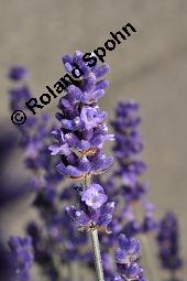 Echter Lavendel, Lavandula angustifolia, Lavandula officinalis, Lamiaceae, Lavandula angustifolia, Echter Lavendel, Blühend Kauf von 00693_lavandula_angustifolia_dsc_4784.jpg
