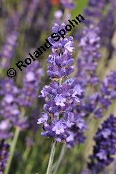 Echter Lavendel, Lavandula angustifolia, Lavandula officinalis, Lamiaceae, Lavandula angustifolia, Echter Lavendel, Blühend Kauf von 00693_lavandula_angustifolia_dsc_4786.jpg