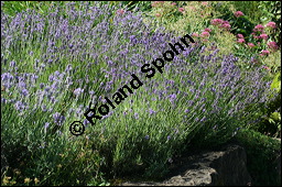 Echter Lavendel, Lavandula angustifolia, Lavandula officinalis, Lamiaceae, Lavandula angustifolia, Echter Lavendel, Blühend Kauf von 00693lavandula_angustifoliaimg_8536.jpg