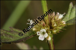 Ufer-Wolfstrapp, Ufer-Wolfsfuß, Lycopus europaeus, Lamiaceae, Lycopus europaeus, Ufer-Wolfstrapp, Ufer-Wolfsfuß, Blühend Kauf von 00722lycopus_europaeus_9652.jpg