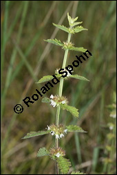 Ufer-Wolfstrapp, Ufer-Wolfsfuß, Lycopus europaeus, Lamiaceae, Lycopus europaeus, Ufer-Wolfstrapp, Ufer-Wolfsfuß, Blühend Kauf von 00722lycopus_europaeus_9653.jpg