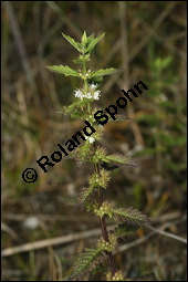 Ufer-Wolfstrapp, Ufer-Wolfsfuß, Lycopus europaeus, Lamiaceae, Lycopus europaeus, Ufer-Wolfstrapp, Ufer-Wolfsfuß, Blühend Kauf von 00722lycopus_europaeus_9654.jpg